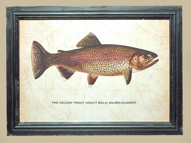 'The Ranceley Trout' Print Under Glass In Distressed Frame