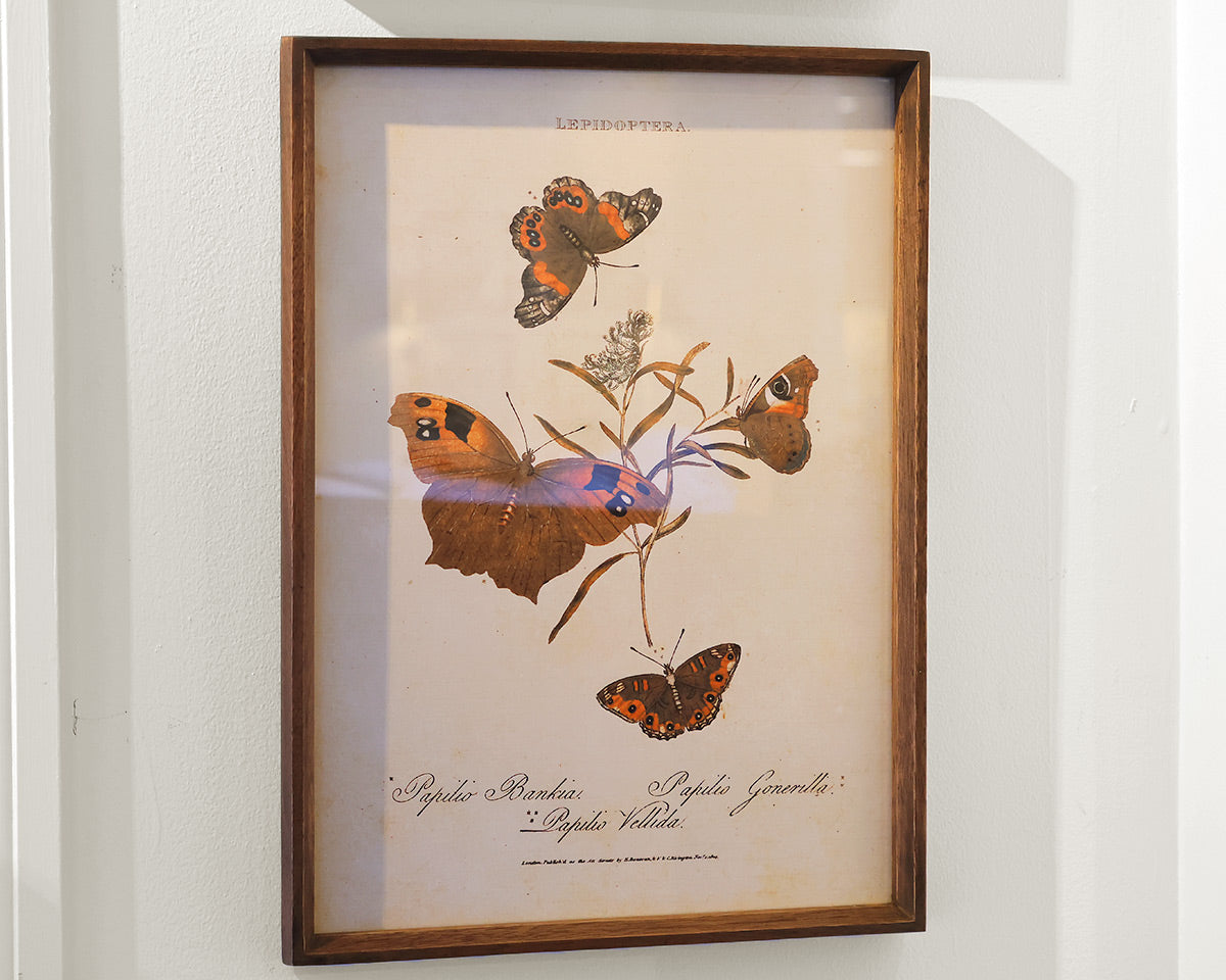 Wood Framed Butterfly Print I