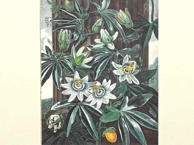 Framed Giclee: 'Temple of Flora XI'