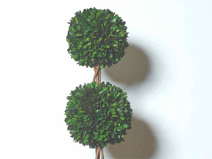 Preserved Boxwood Triple Topiary