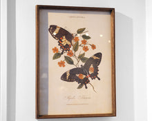 Wood Framed Butterfly Print II