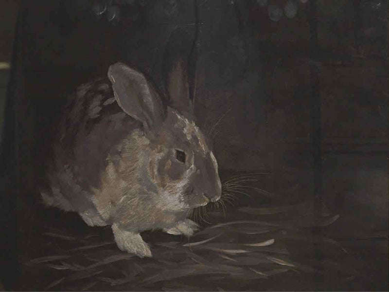 Framed Print; Resting Bunny; 2/4