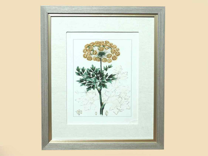 Antique Botanicals Framed Print VI