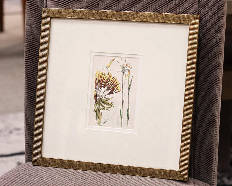 "Antique Botanical I B" Matted Print in Antique Gold Frame