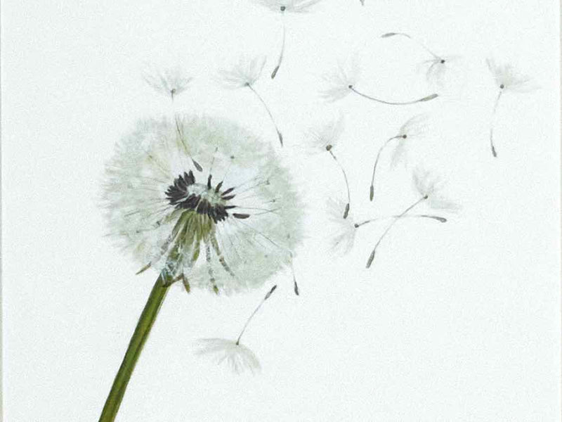 'Dandelions 1' in Silver Frame