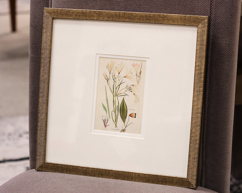 "Antique Botanical I A" Matted Print in Antique Gold Frame