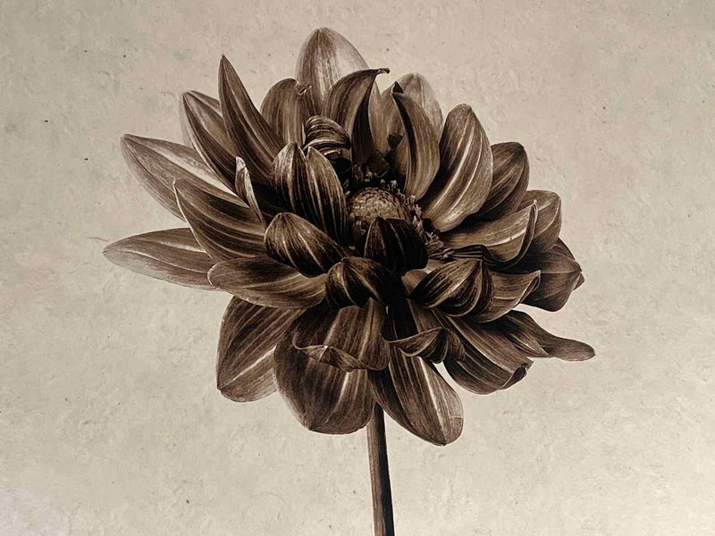 Arhaus 'Single Dahlia' Wall Art