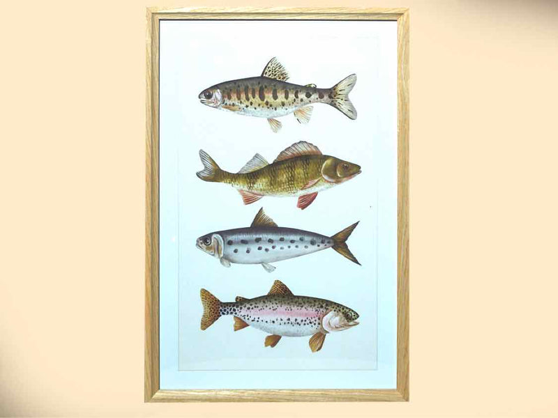 Trout Print In Wooden Frame