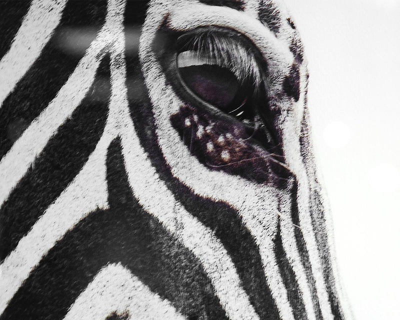 Framed Zebra Print