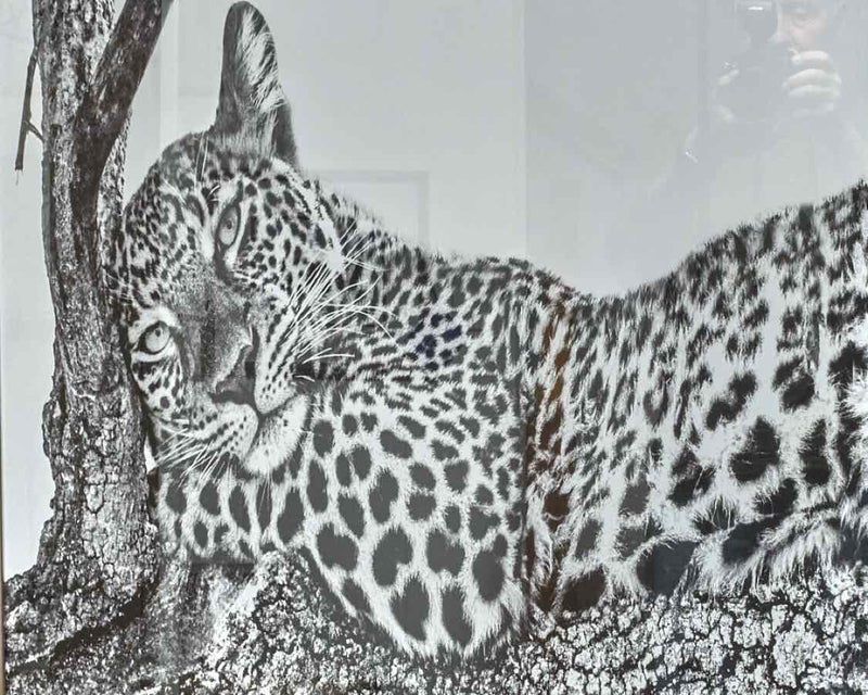 'Time To Rest' Black & White Photograph Leopard In  Matt Silver Frame