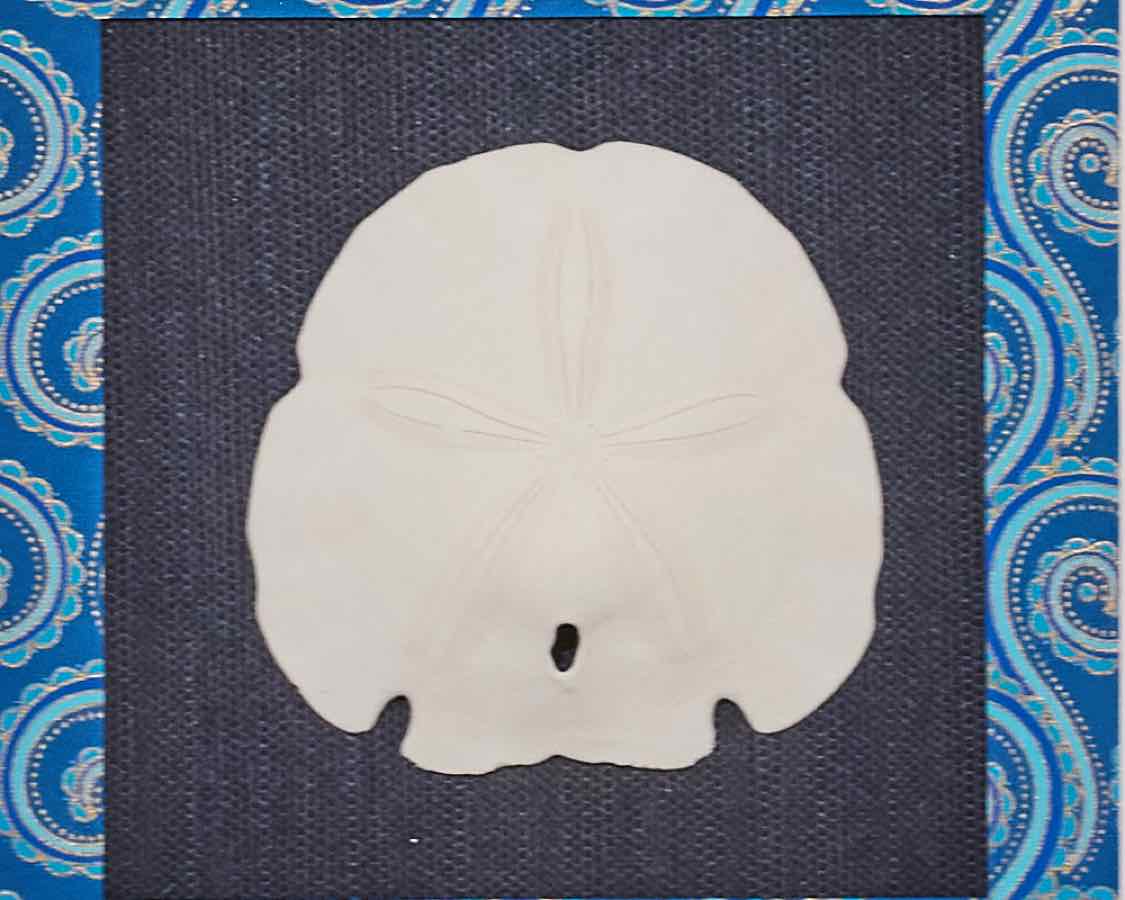 Sand Dollar III In White Shadow Box Frame & Triple Matt