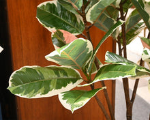 Artificall Standard Variegated Rubber Plant in Container